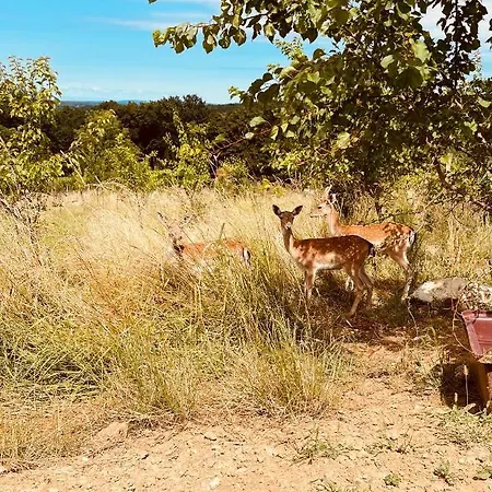 Wellness House Lagev Nyaraló *