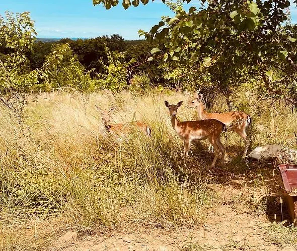 Wellness House Lagev Casa de Férias *